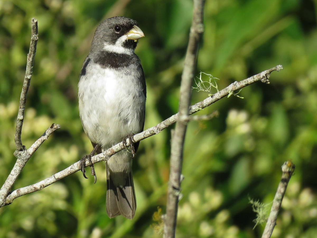 Double-collared Seedeater - ML85116131