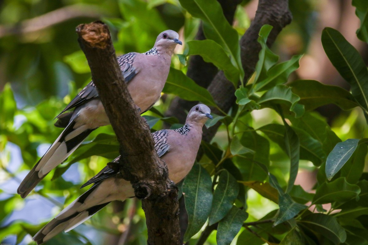 Spotted Dove - Indranil Bhattacharjee