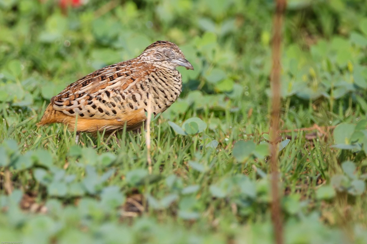 Barred Buttonquail - Indranil Bhattacharjee