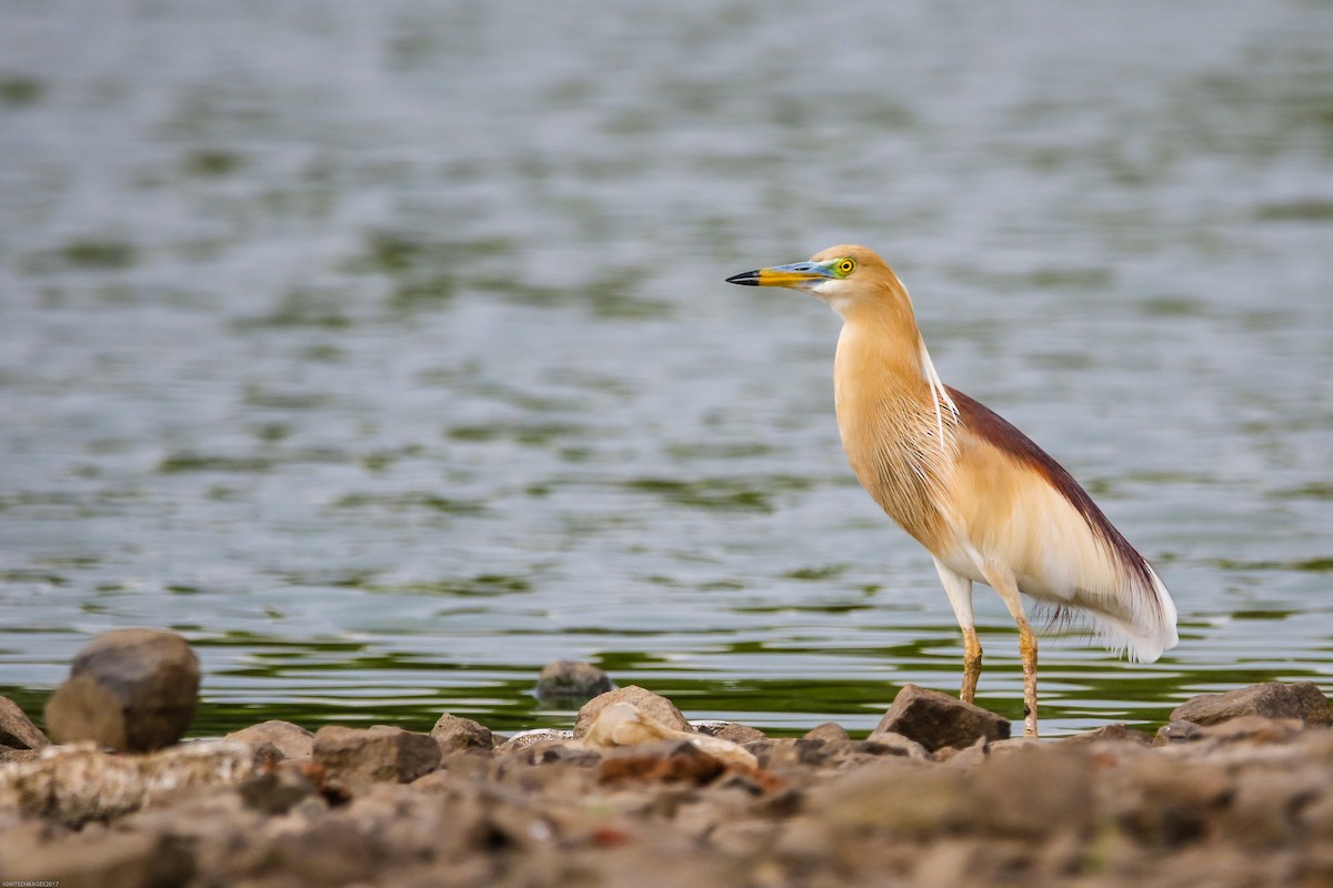 Indian Pond-Heron - Indranil Bhattacharjee