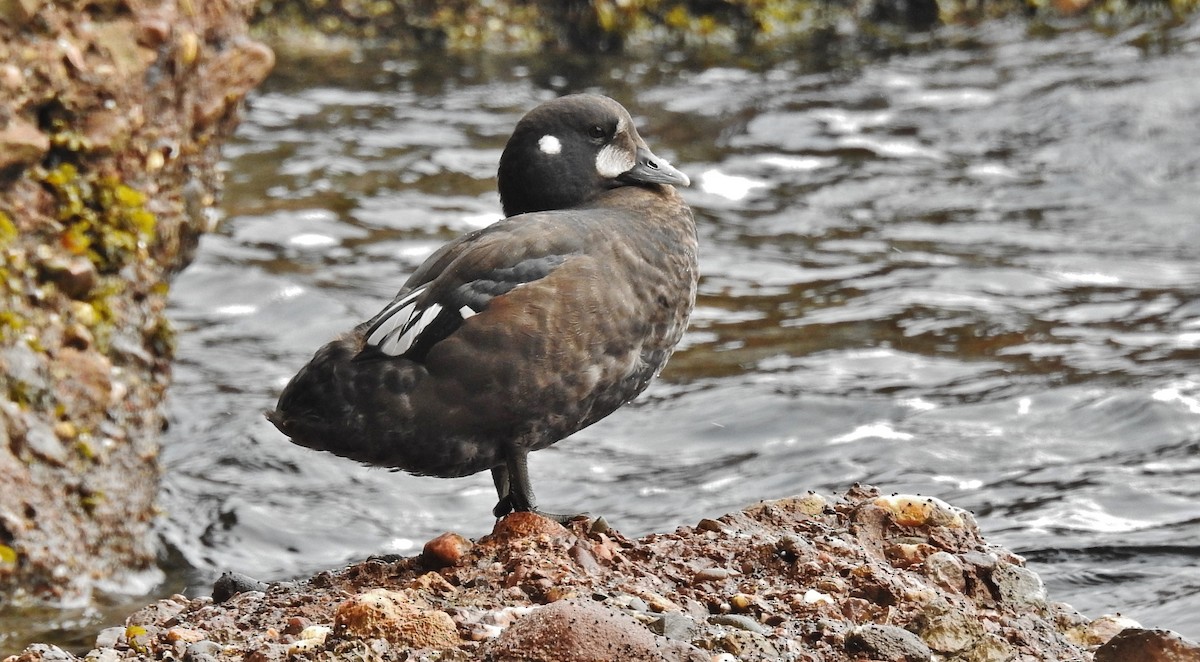 Harlequin Duck - André Lanouette