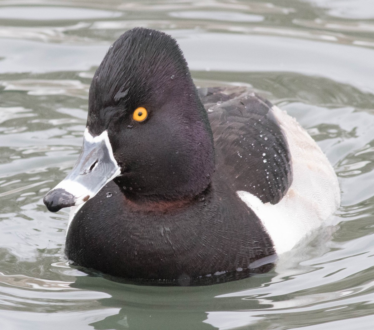 Ring-necked Duck - ML85119101