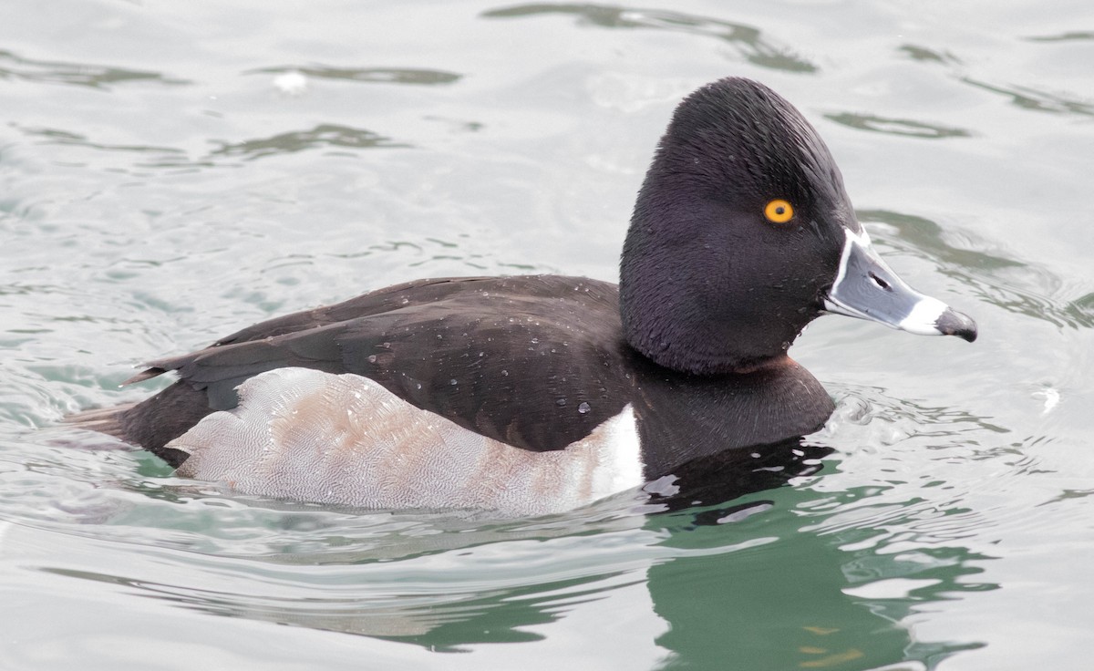 Ring-necked Duck - ML85119111