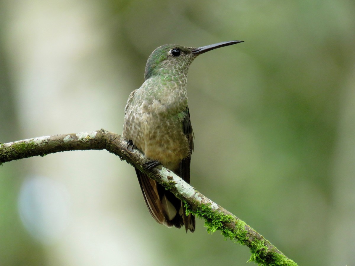 Scaly-breasted Hummingbird - ML85119731
