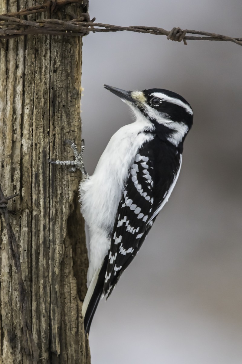Hairy Woodpecker - Bruce Van Valen