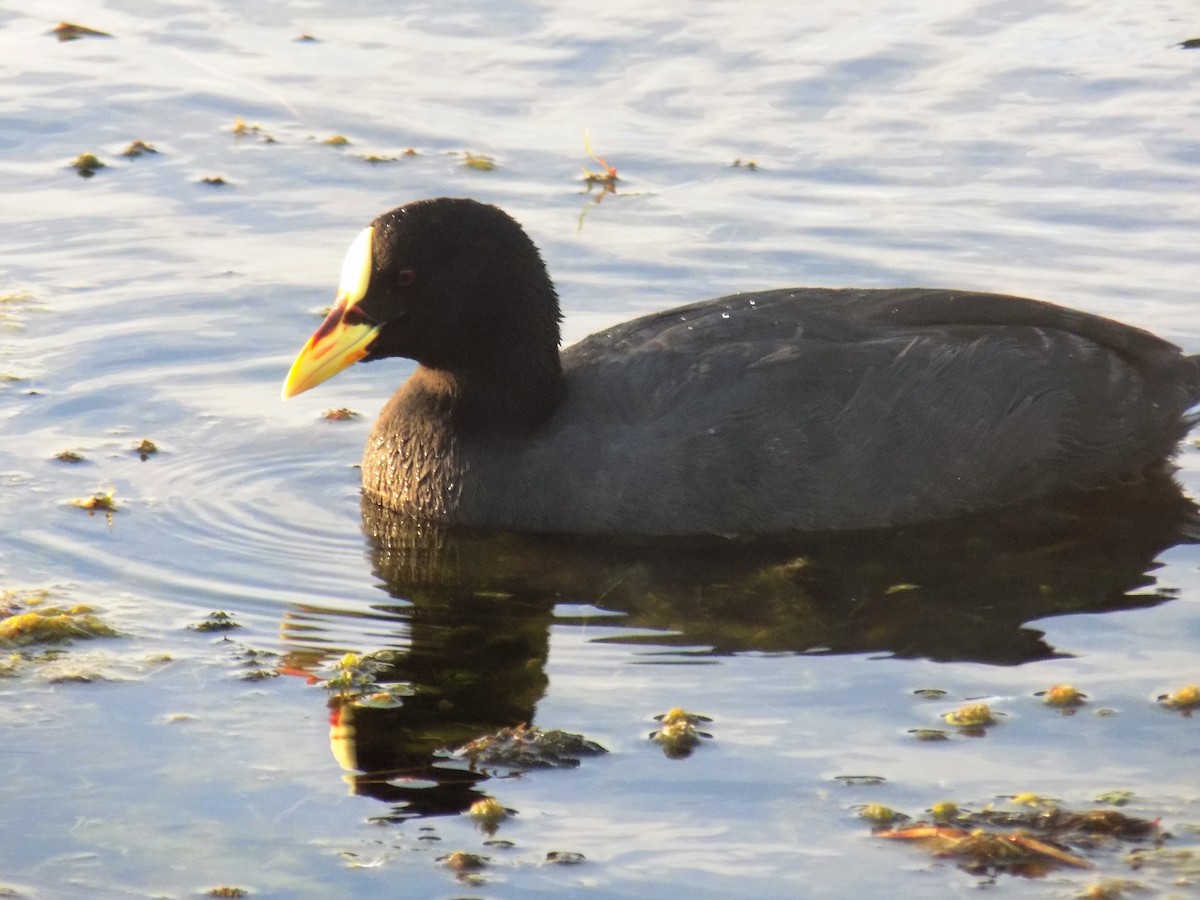 Red-gartered Coot - ML85120391
