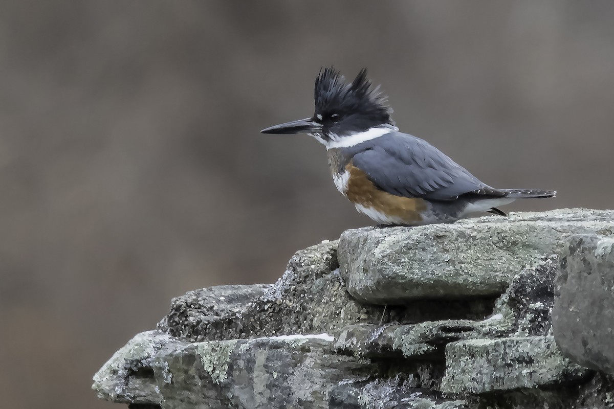 Belted Kingfisher - ML85122001