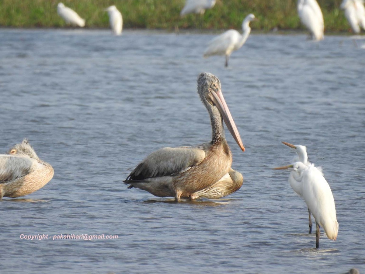 Spot-billed Pelican - HARI MAVELIKARA