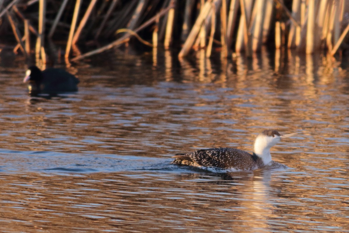 Red-throated Loon - ML85123881