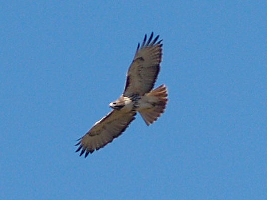 Red-tailed Hawk (abieticola) - ML85125611