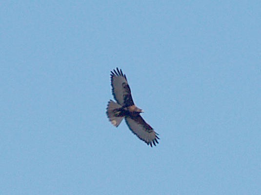 Red-tailed Hawk (calurus/abieticola) - ML85125671