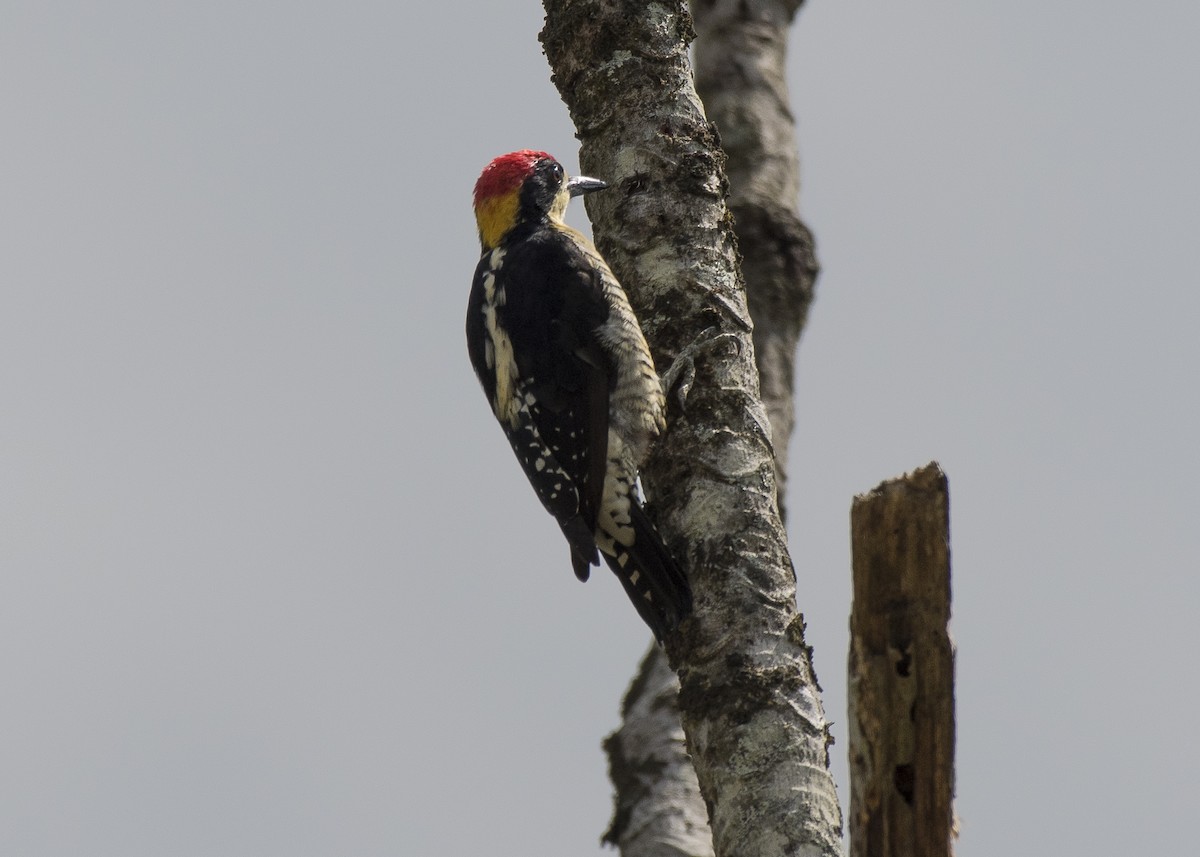 Beautiful Woodpecker - Anthony Kaduck
