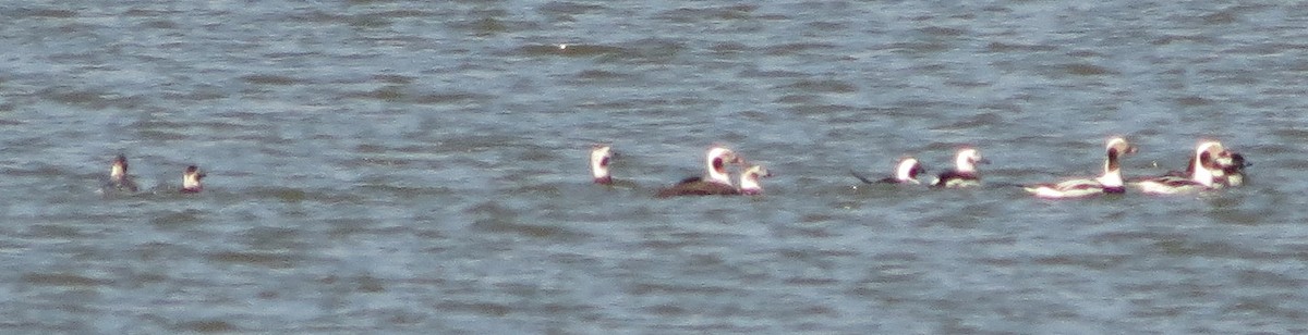 Long-tailed Duck - Paul Bedell