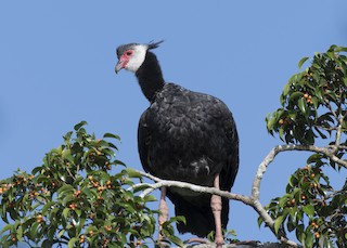  - Northern Screamer