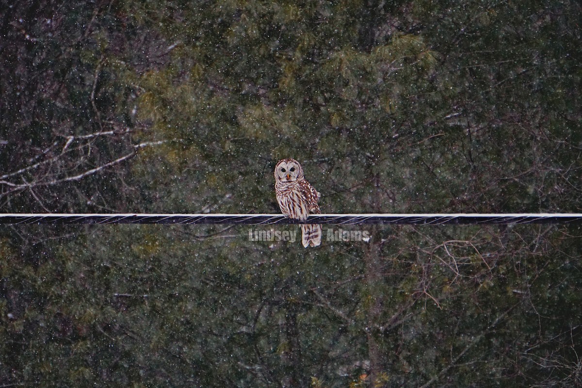 Barred Owl - ML85129881