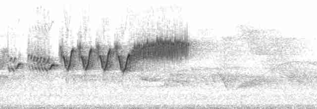 Cerulean Warbler - ML85130
