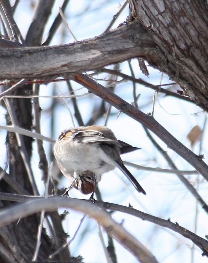 American Tree Sparrow - ML85130631