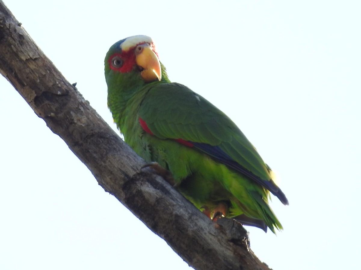 White-fronted Parrot - John and Milena Beer