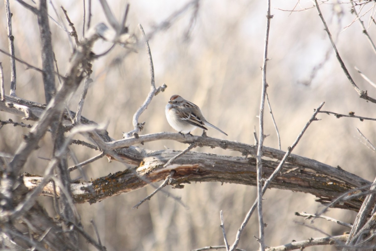 American Tree Sparrow - ML85130971