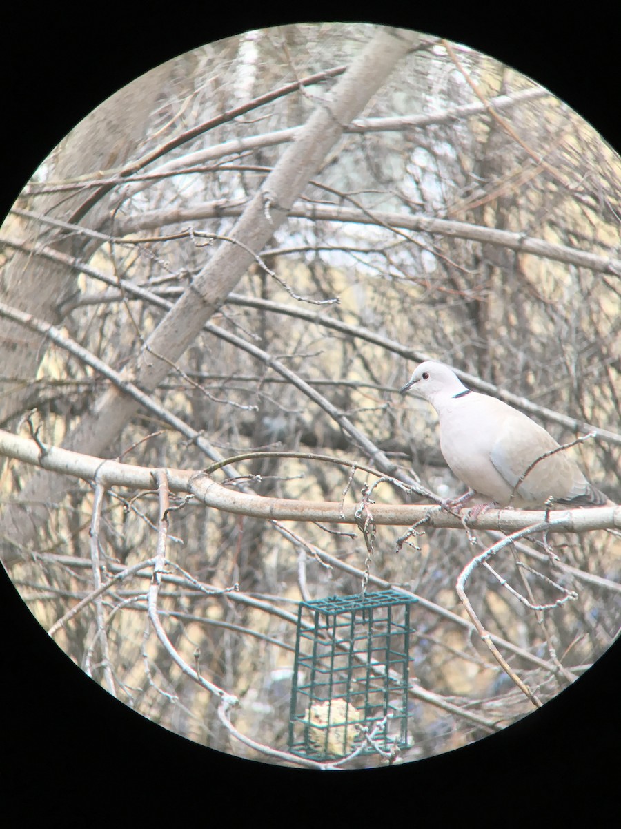 Eurasian Collared-Dove - Bridger Creel