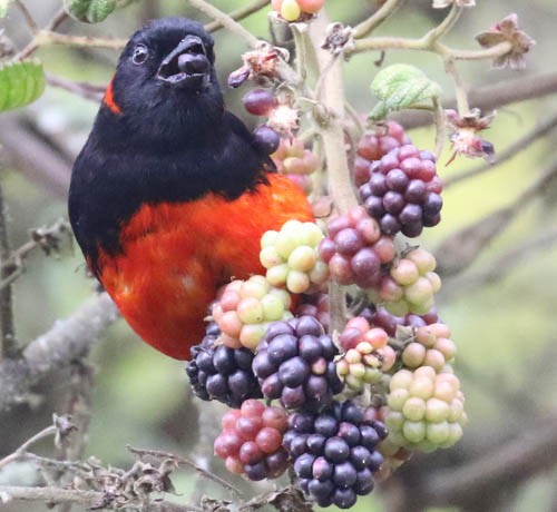 Scarlet-bellied Mountain Tanager - ML85133631