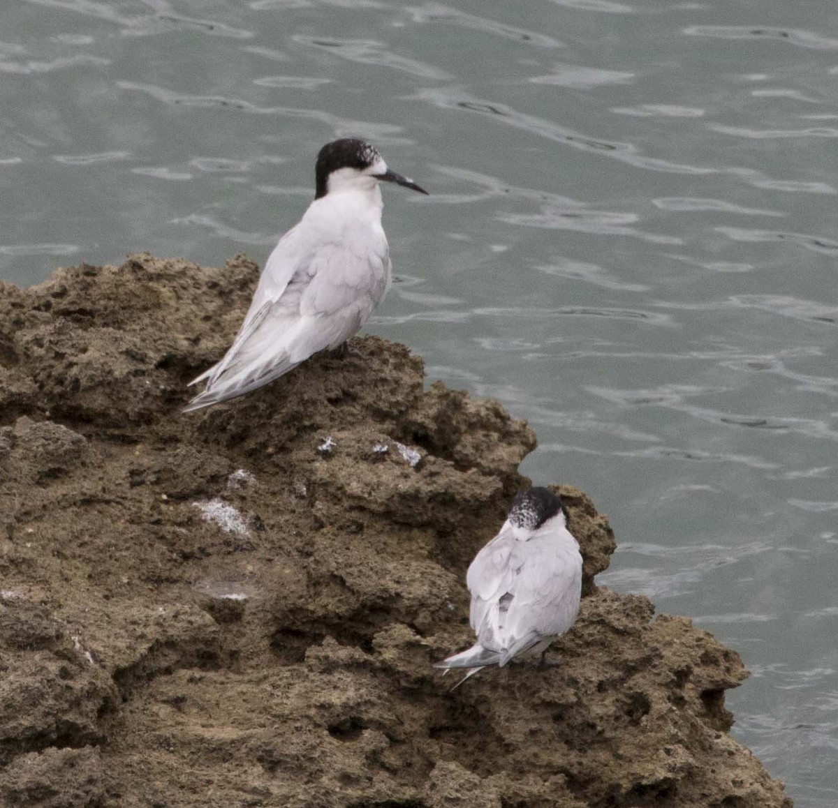 White-fronted Tern - ML85133951