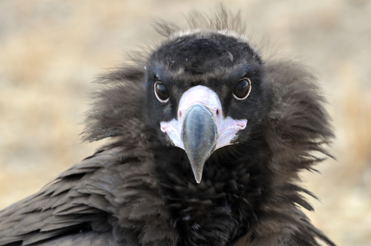 Cinereous Vulture - ML85134591