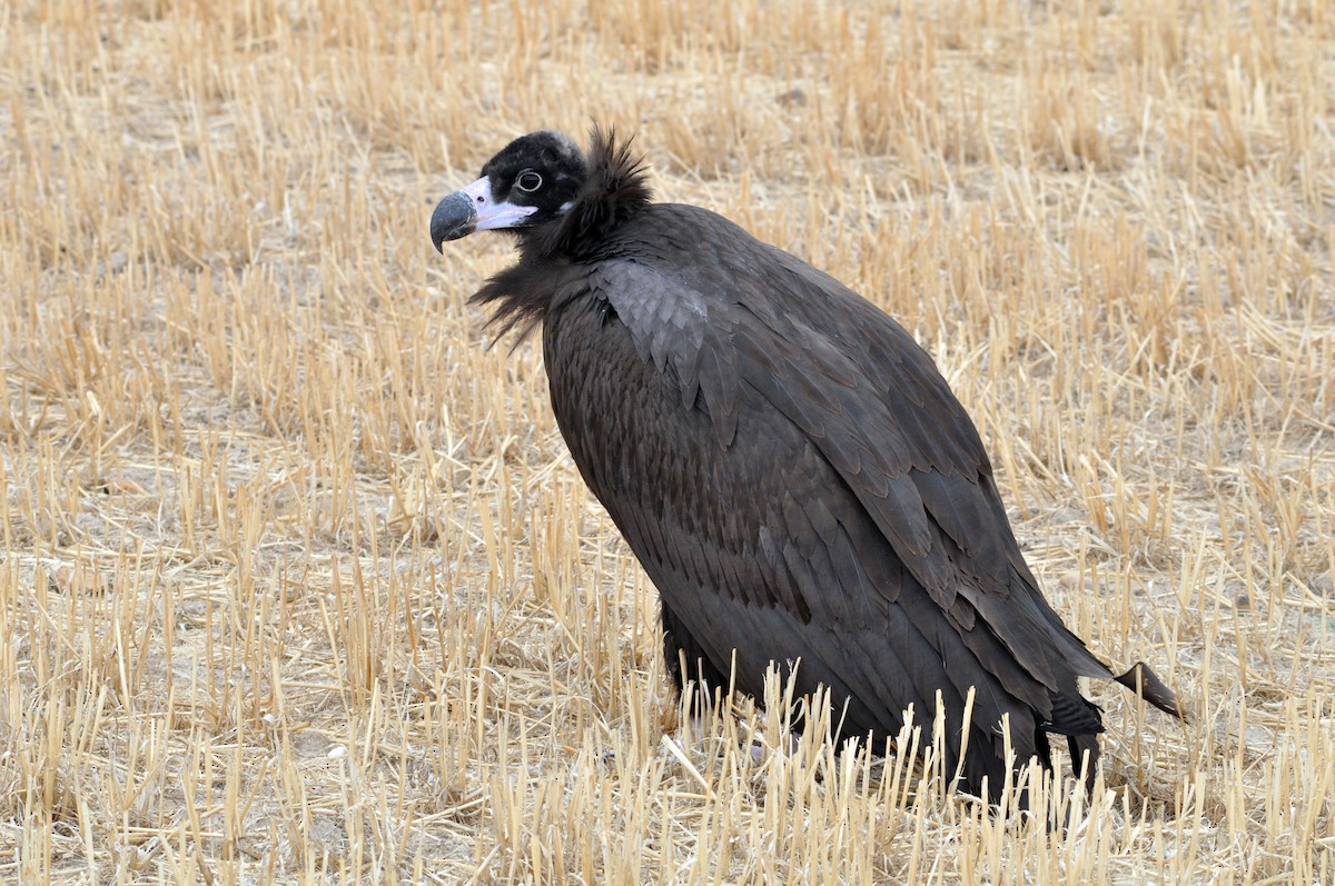 Cinereous Vulture - ML85134611
