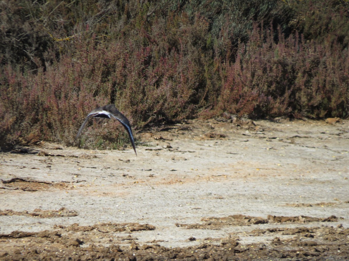 Black-tailed Godwit - ML85135941