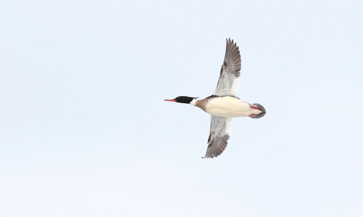 Red-breasted Merganser - Aaron Boone