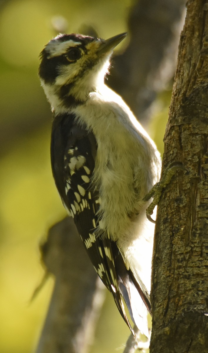 Downy Woodpecker (Eastern) - ML85137711