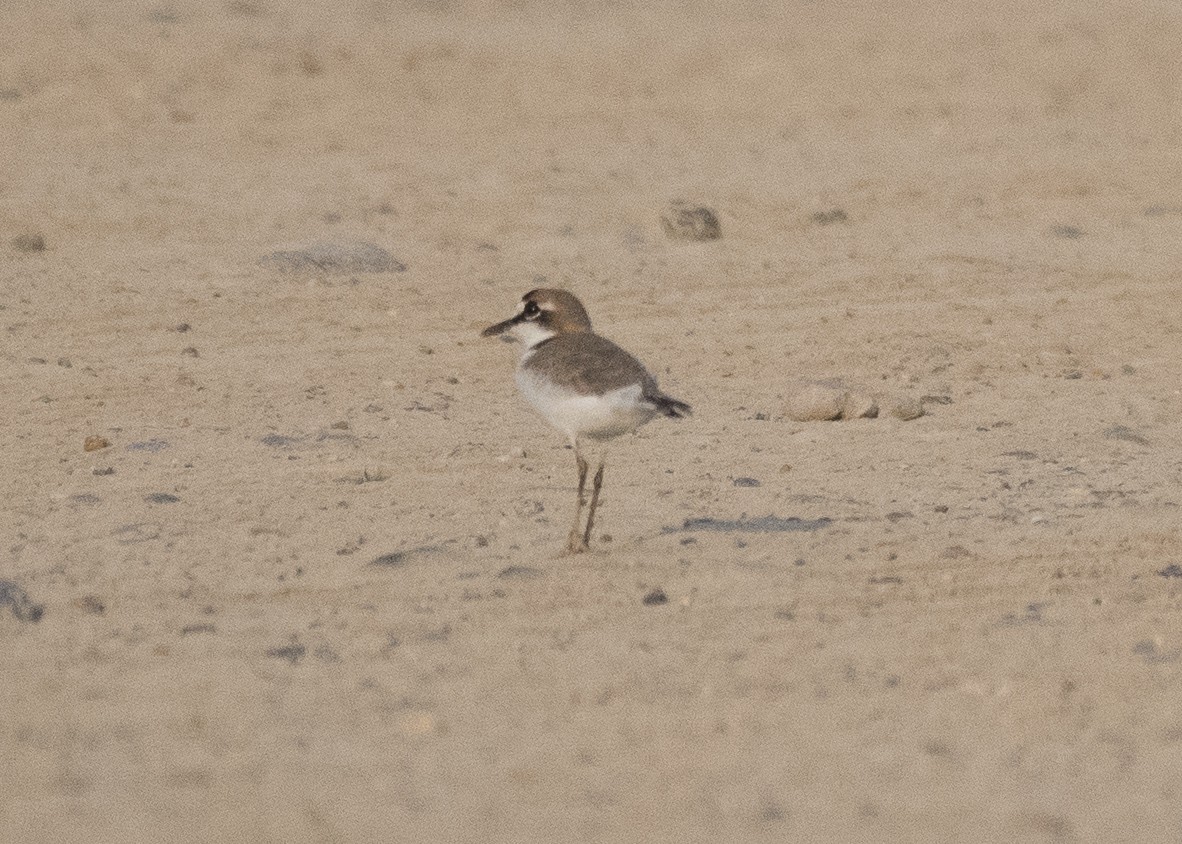 Collared Plover - Anthony Kaduck
