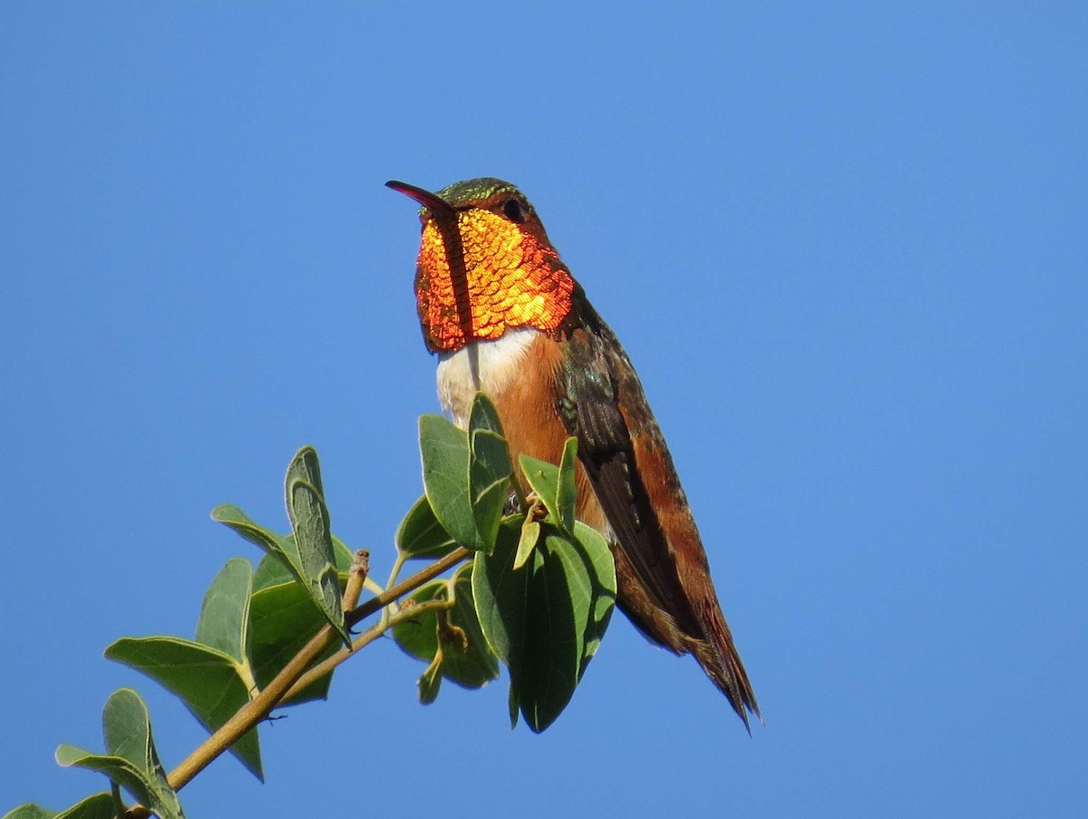 Allen's Hummingbird - Naresh Satyan