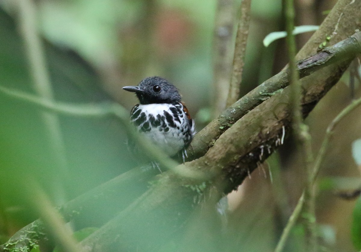 Spotted Antbird - ML85140921