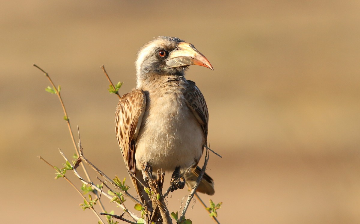 African Gray Hornbill - Alexandre Hespanhol Leitão