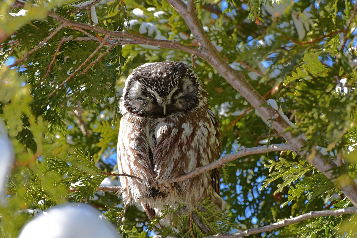 Boreal Owl - jean-marc lavallée