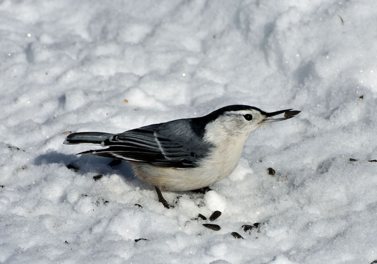 White-breasted Nuthatch - ML85144281