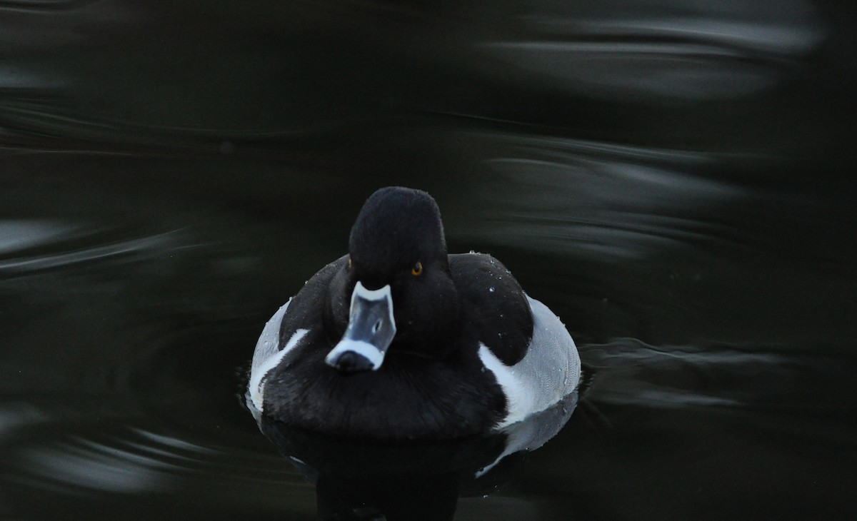 Ring-necked Duck - ML85144341