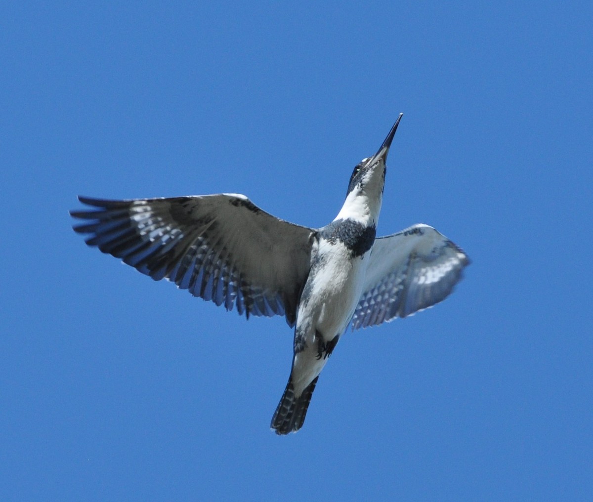 Belted Kingfisher - ML85144661