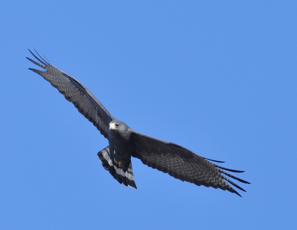 Zone-tailed Hawk - ML85145101