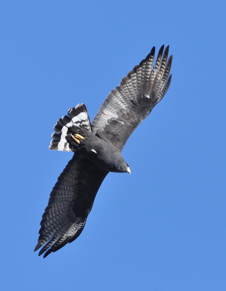 Zone-tailed Hawk - ML85145131