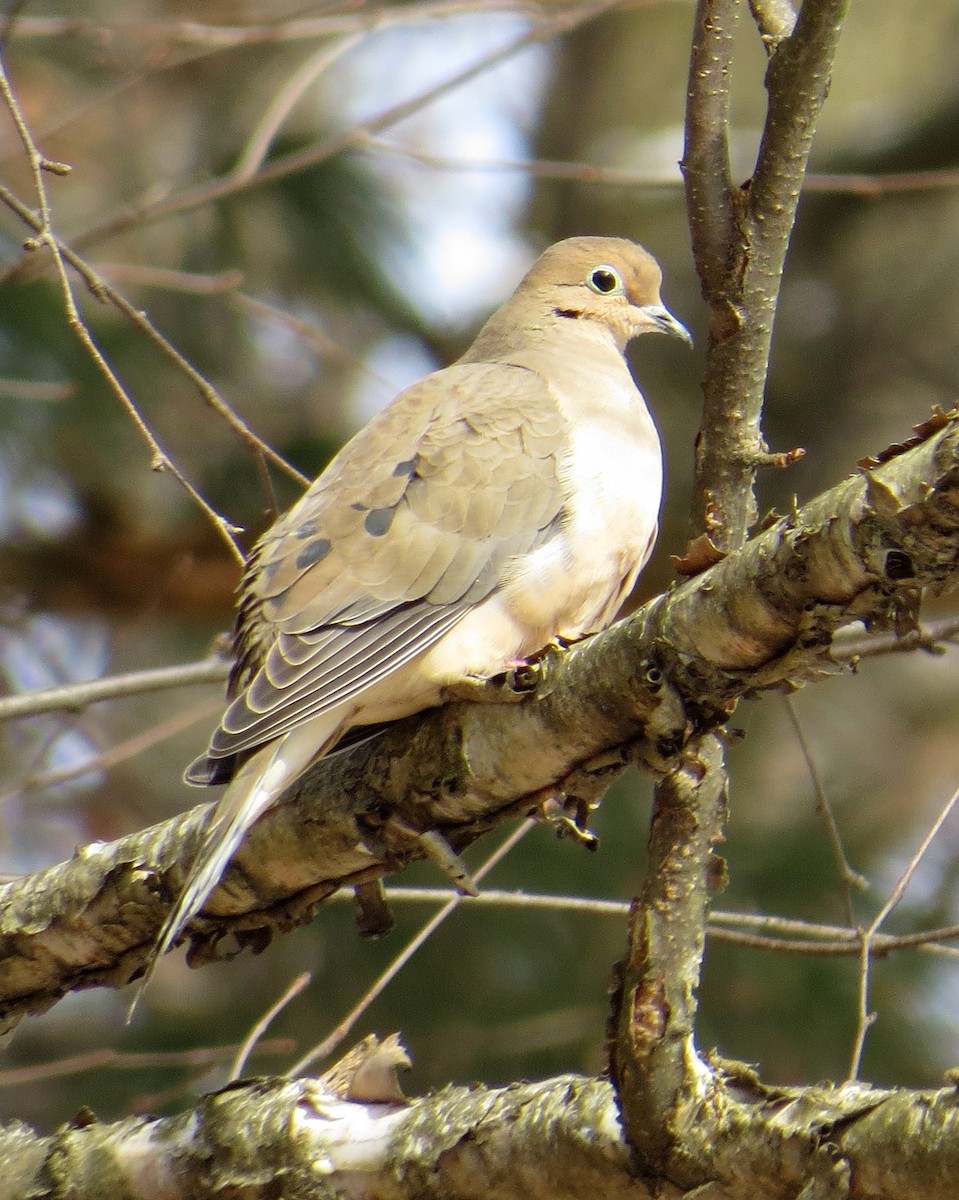 Mourning Dove - Pam Campbell