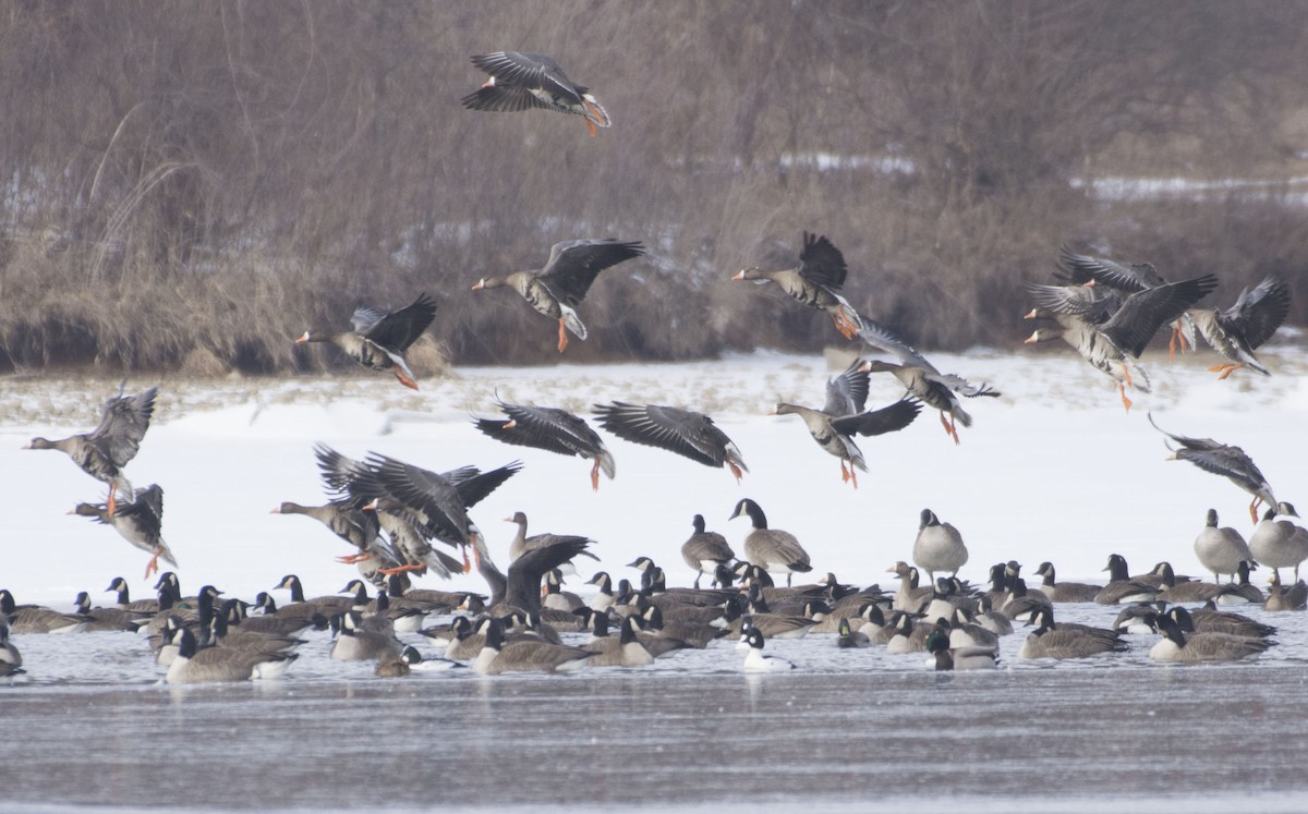 Greater White-fronted Goose - Jeff Packer