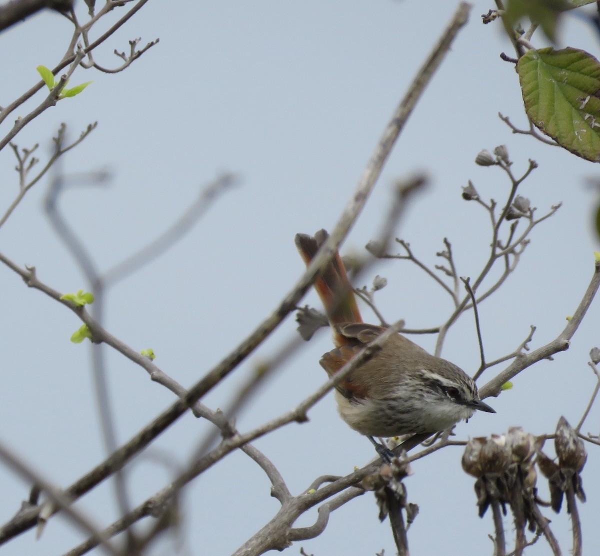 Necklaced Spinetail - ML85154001