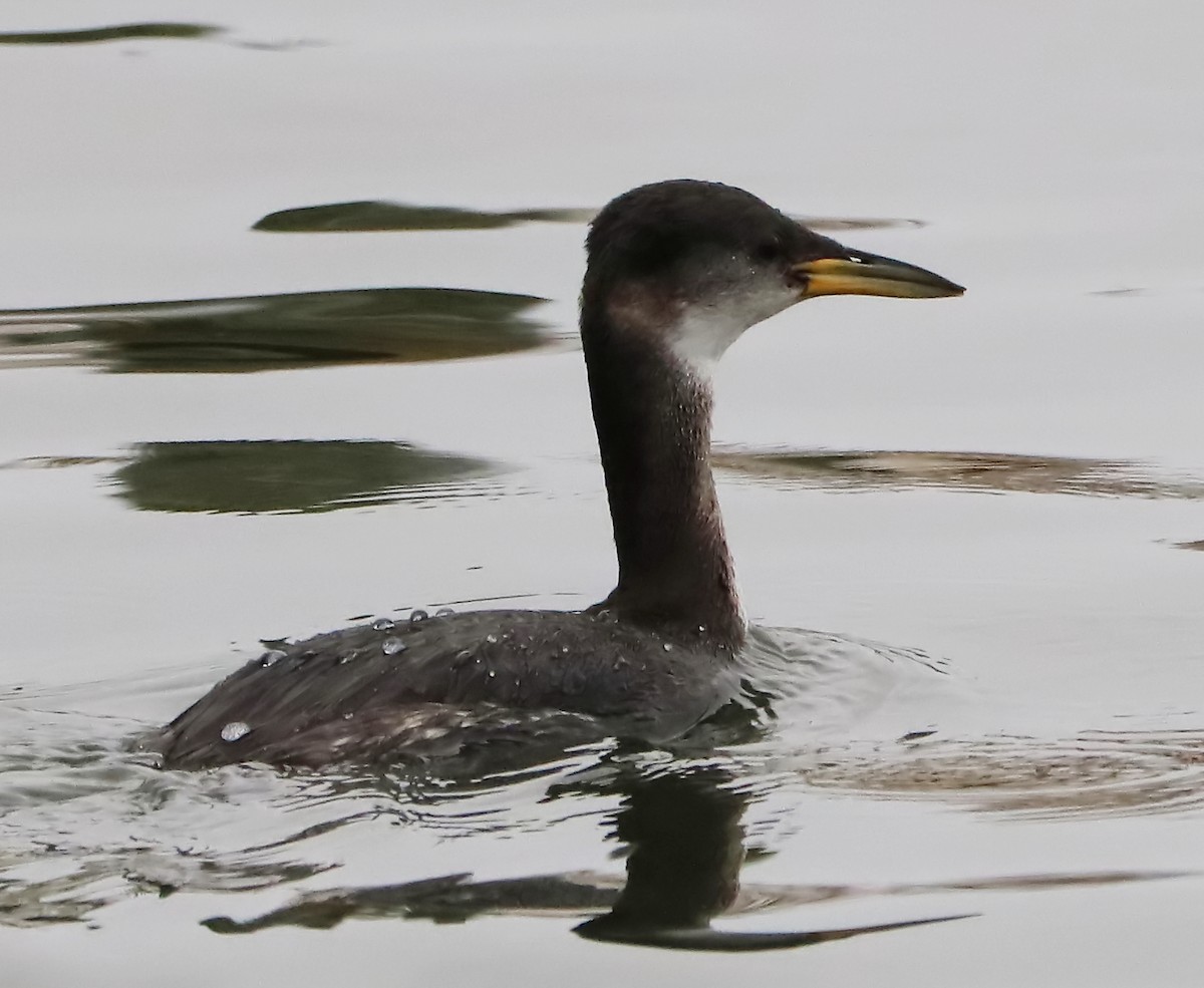 Red-necked Grebe - ML85154581