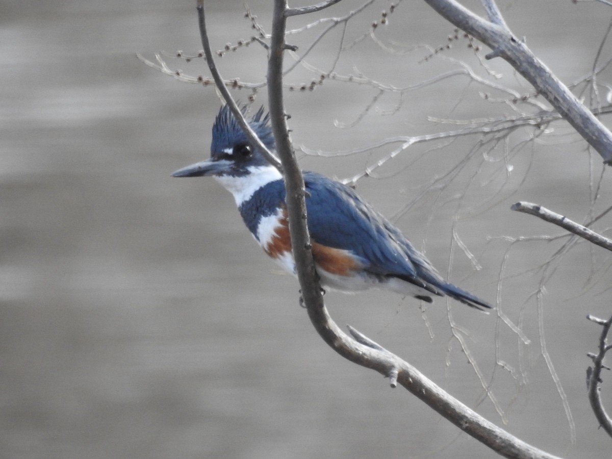 Belted Kingfisher - ML85156481