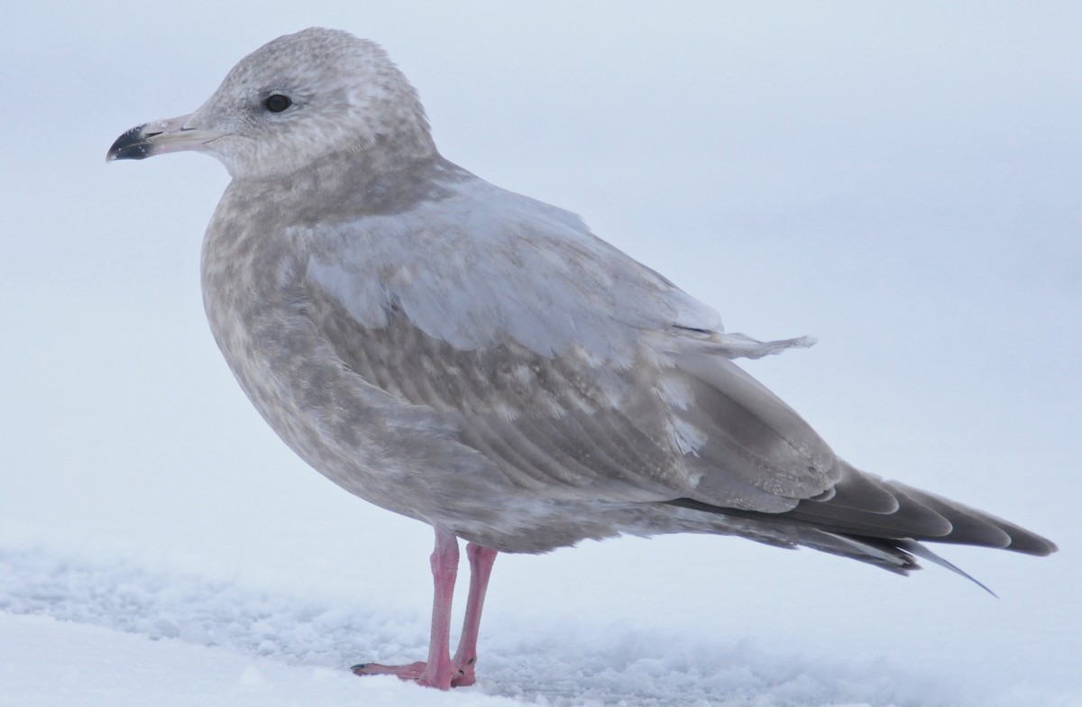 Iceland Gull (Thayer's) - Steven Mlodinow