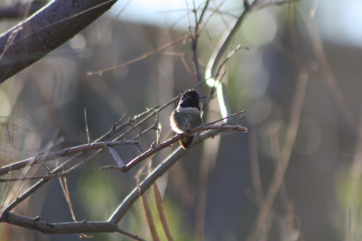 Costa's Hummingbird - ML85156911