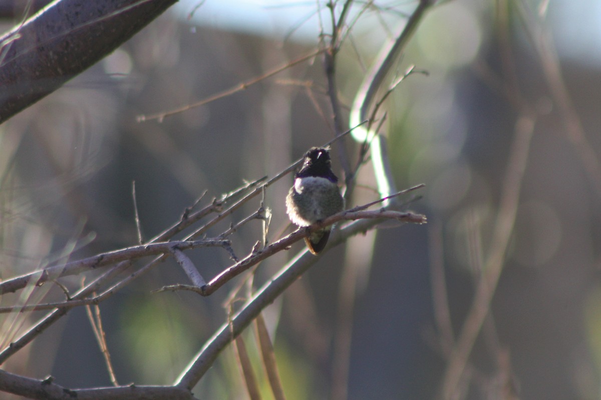 Costa's Hummingbird - ML85157051