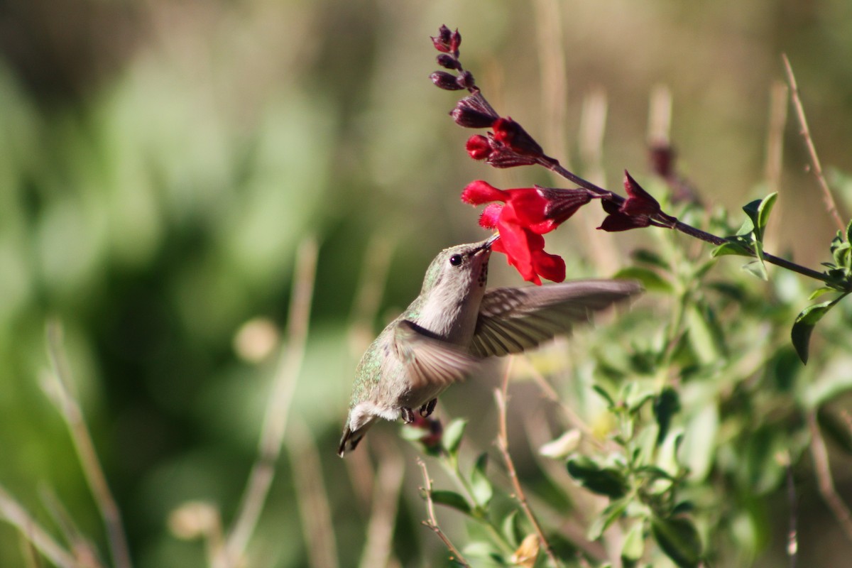 hummingbird sp. - ML85157111